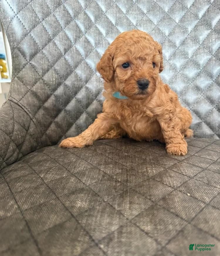 Toy Poodle dogs for sale: Ted - Ad 1