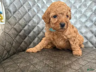 Toy Poodle dogs for sale: Ted - Ad 1