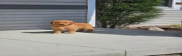 Golden Retriever dogs for sale: Duke - Ad 1