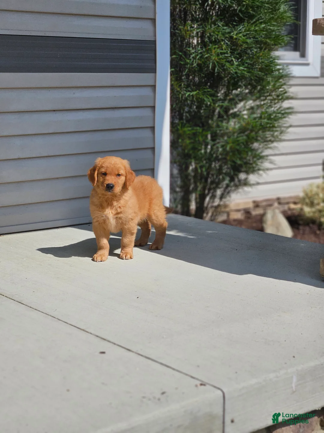 Golden Retriever dogs for sale: Duke - Ad 1