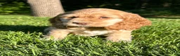 Cocker Spaniel dogs for sale: Gayle - Ad 3