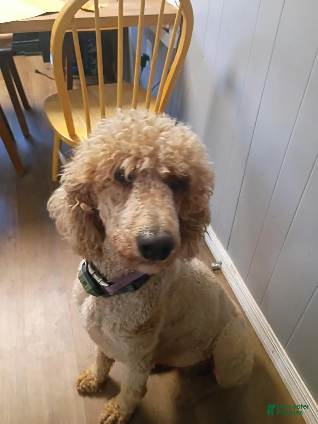 Standard Poodle dogs for sale: Harper - Ad 4
