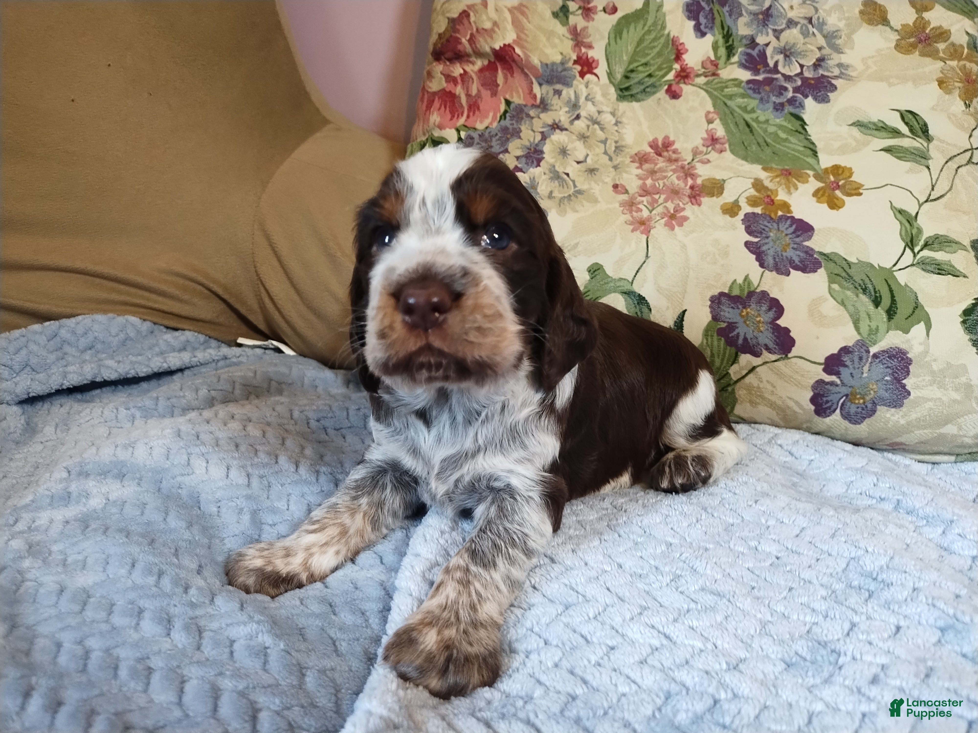 English Springer Spaniel dogs Mr. Fritz - Ad 16