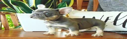 French Bulldog dogs for sale: Missy - Ad 7
