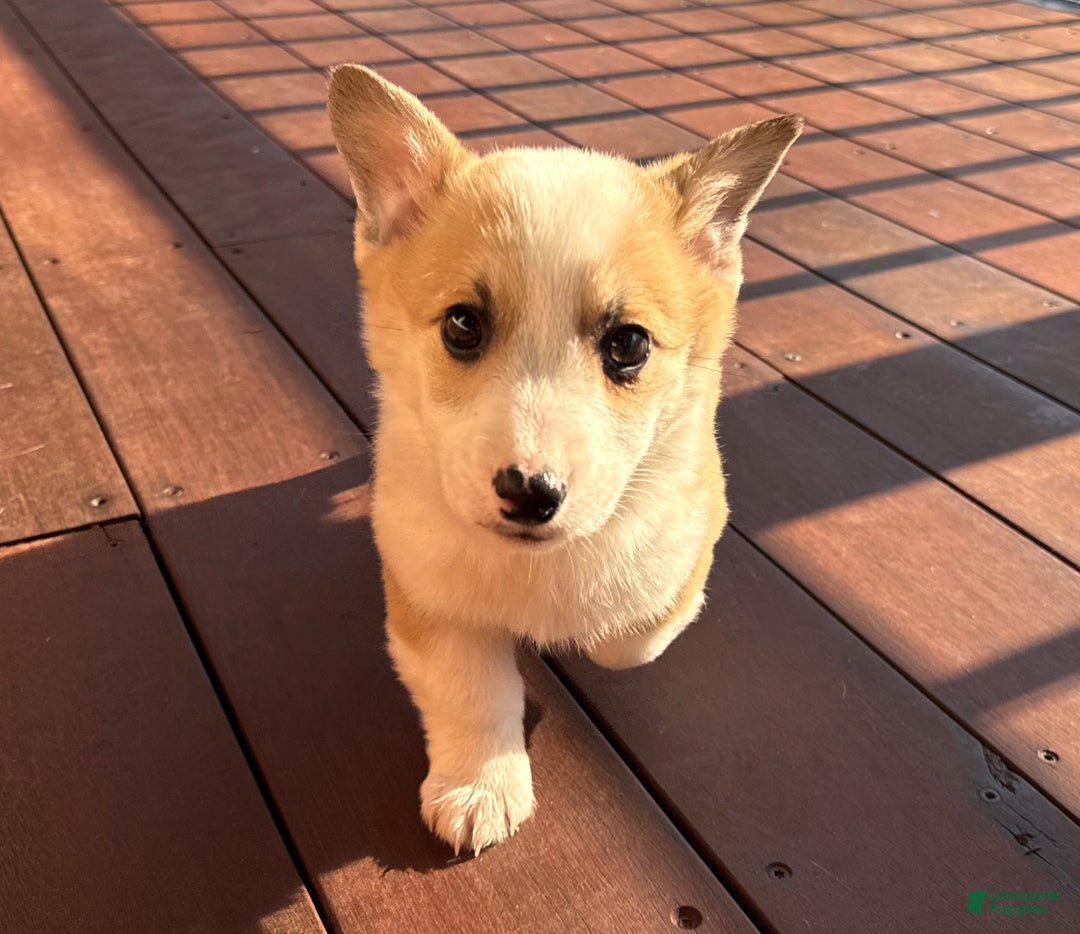 Welsh Corgi Pembroke dogs for sale: Tucker - Ad 3