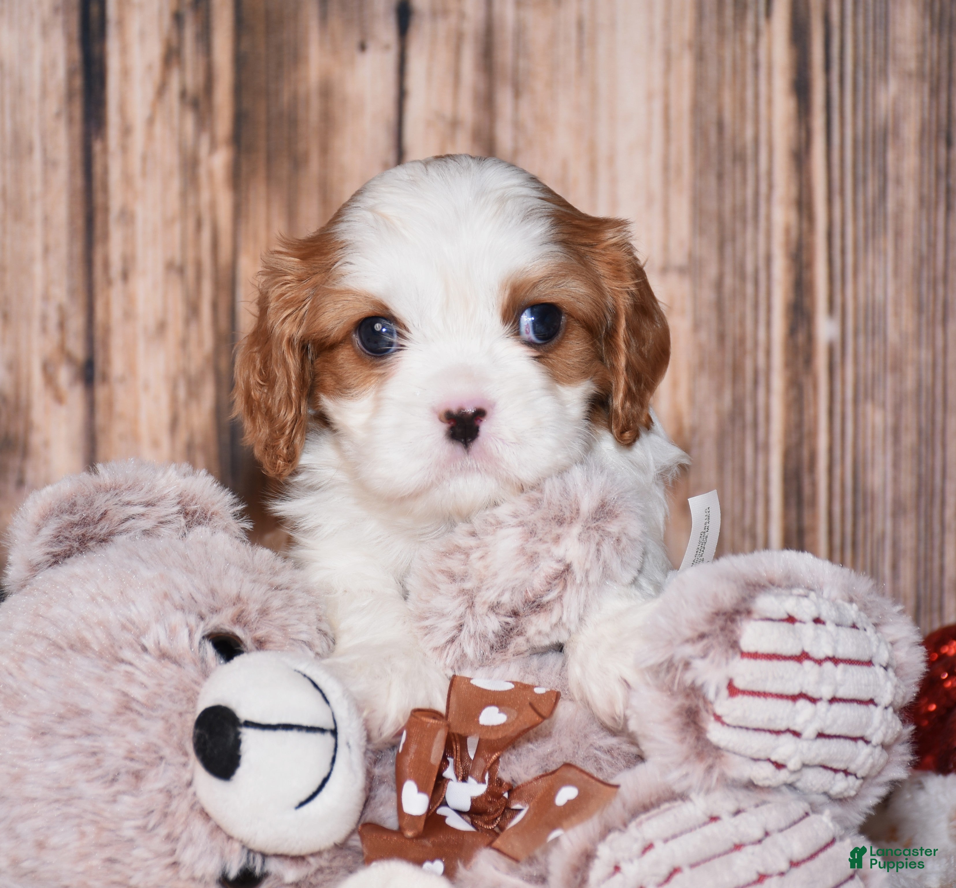 Cavalier King Charles Spaniel dogs Almond - Ad 10