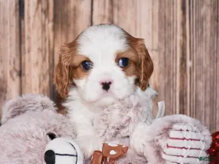 Cavalier King Charles Spaniel dogs Almond - Ad 10