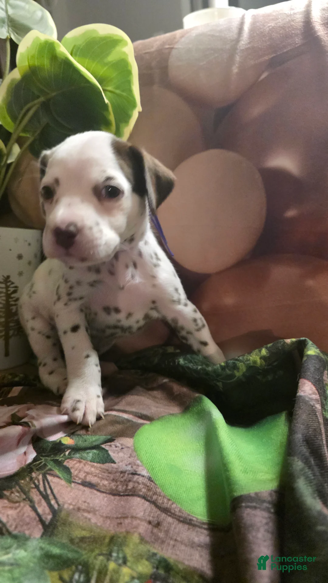 Dalmatian dogs for sale: Sienna - Ad 4