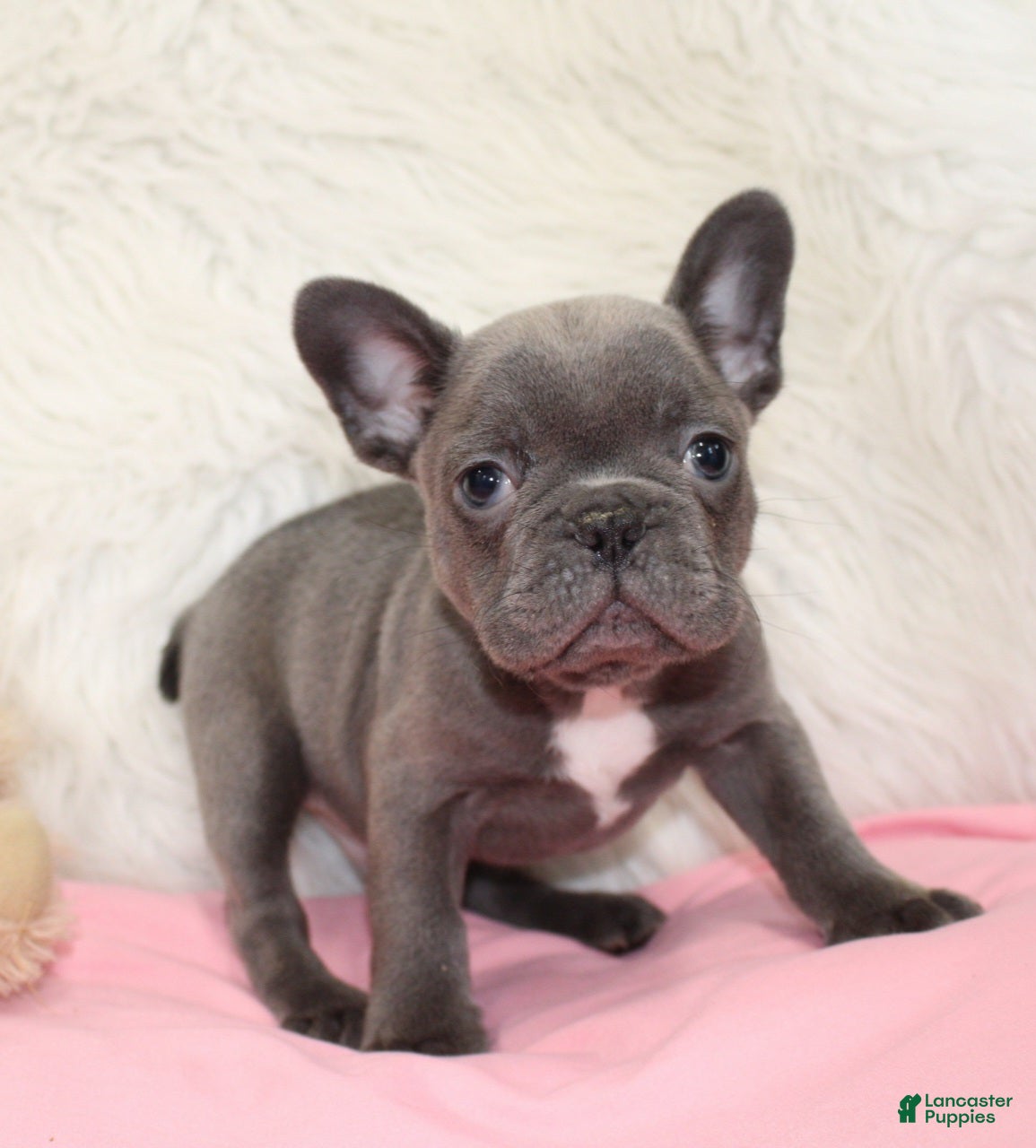 Mixed Breed dogs Ollie - Ad 29