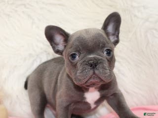 Mixed Breed dogs Ollie - Ad 10