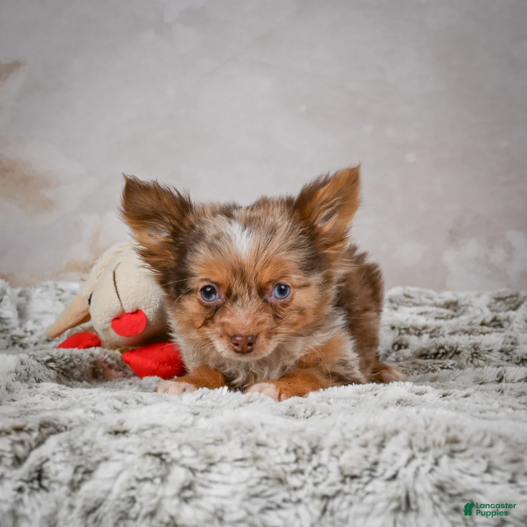 Chihuahua dogs for sale: Rolex - Ad 7