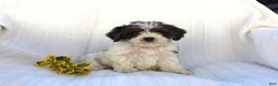 Cavapoo dogs for sale: Lady - Ad 6