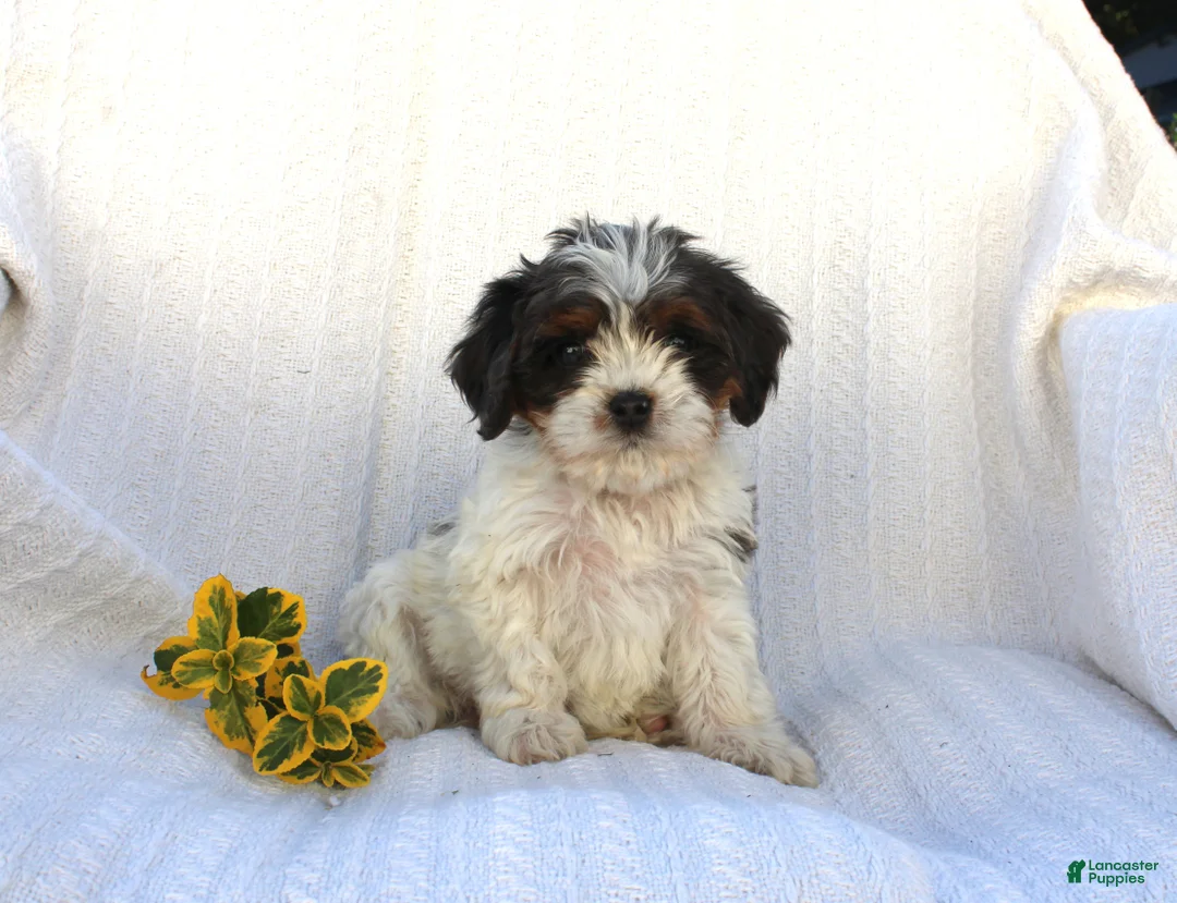 Cavapoo dogs for sale: Lady - Ad 6