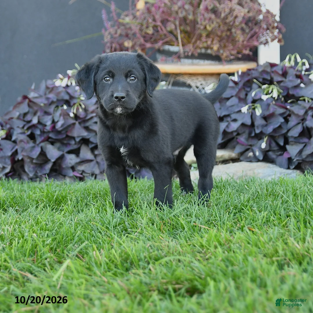 Mixed Breed dogs for sale: Casper - Ad 1