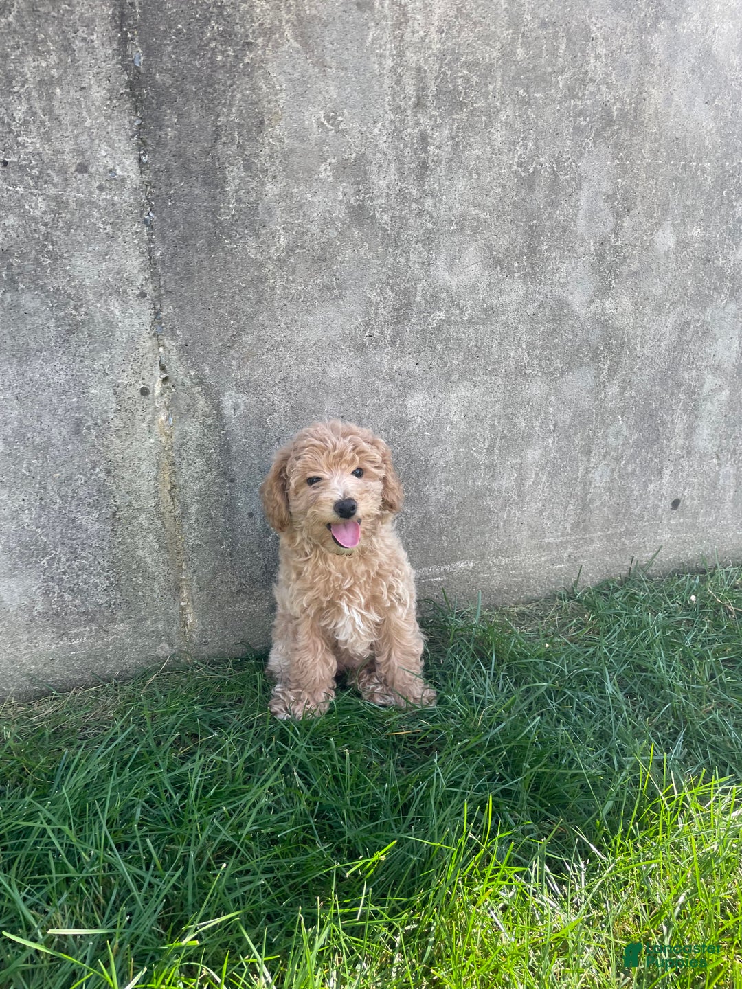 Bichpoo dogs for sale: Bichpoo Puppy 2 - Ad 3