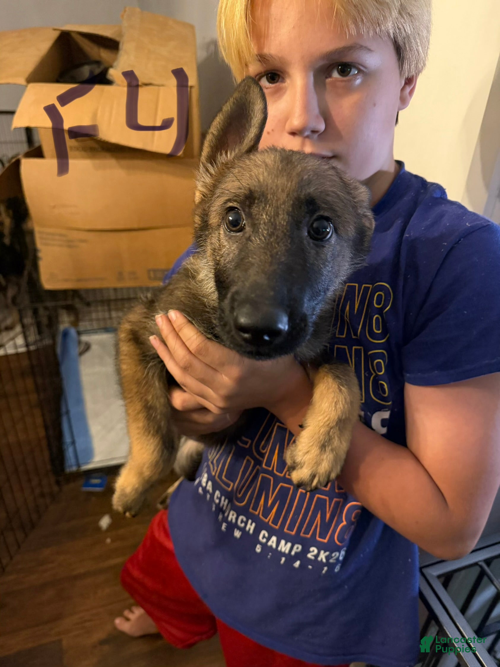 German Shepherd dogs German Shepherd 2 - Ad 6
