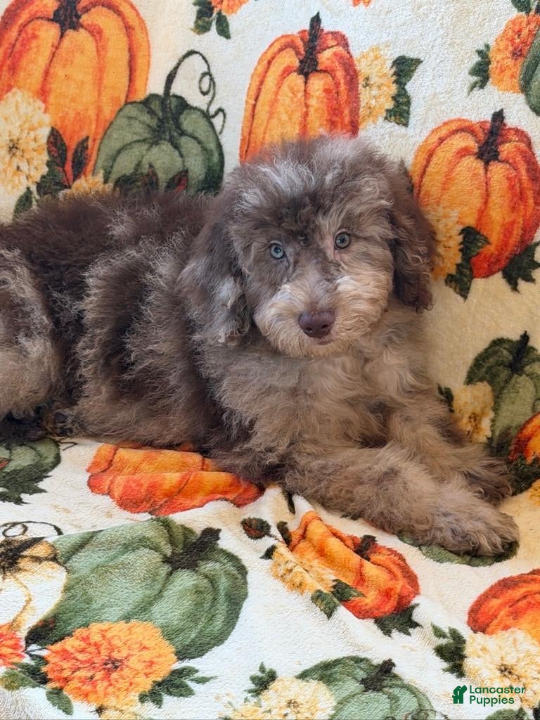 Miniature Labradoodle dogs Sally - Ad 36