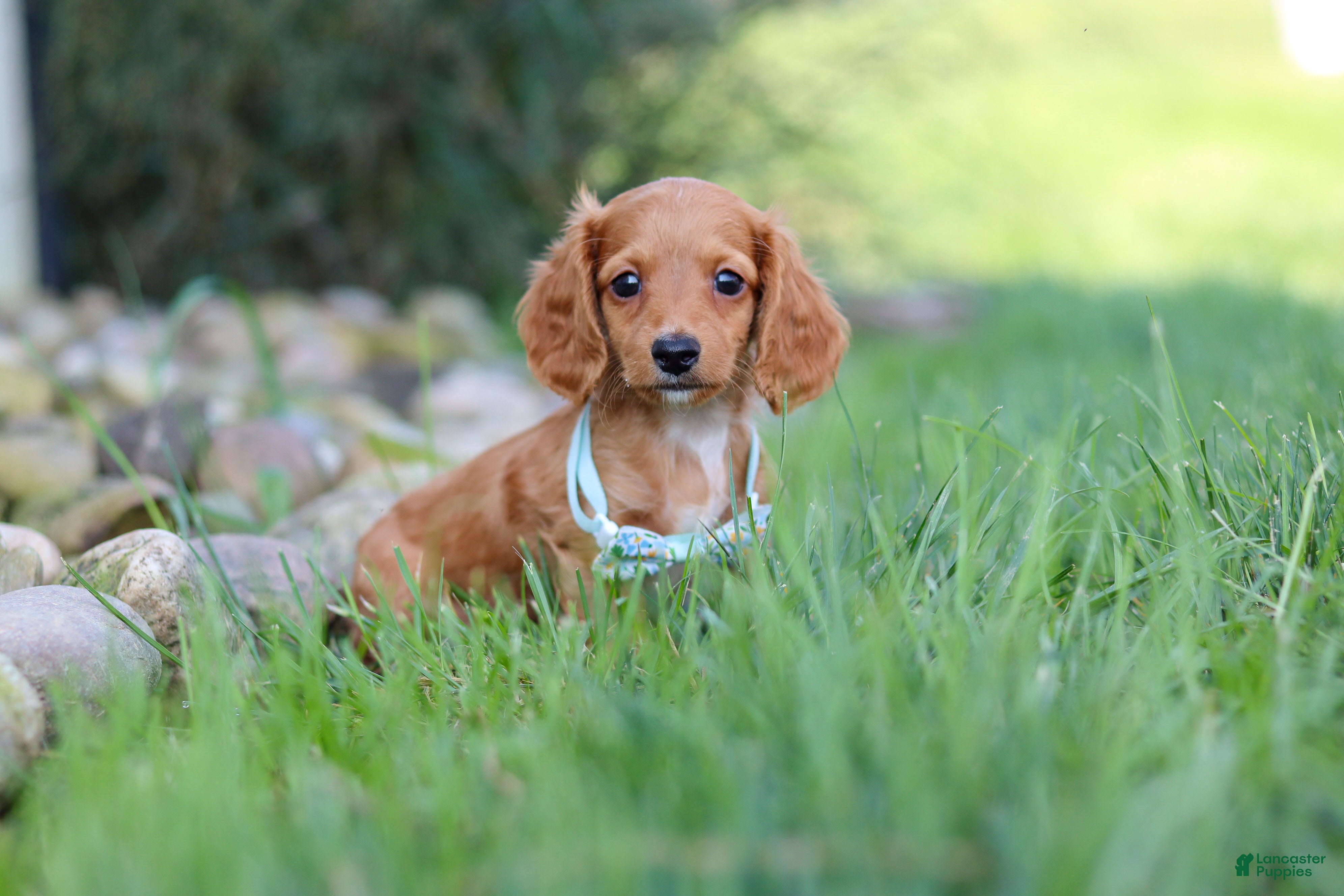 Dachshund dogs Ace - Ad 2