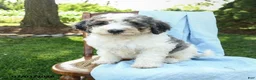 Mini Bernedoodle dogs for sale: Cooper - Ad 5