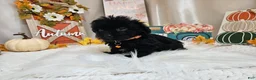 Yorkiepoo dogs for sale: Arlo Jay - Ad 5