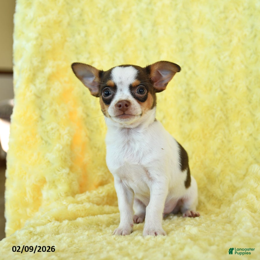 Chihuahua dogs Hershey - Ad 2