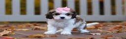 Cavachon dogs for sale: Bella - Ad 7