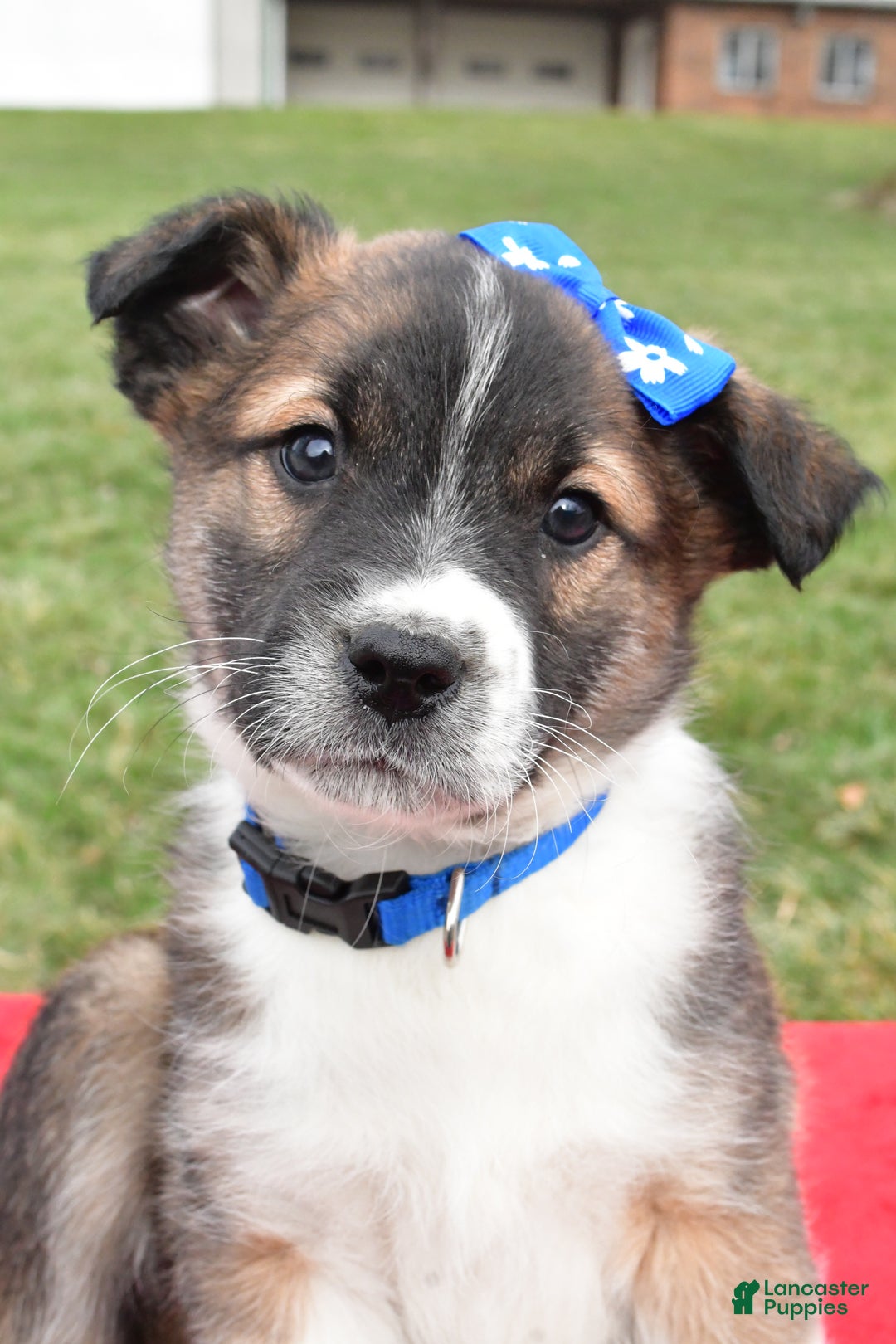 Mixed Breed dogs for sale: Max - Ad 9