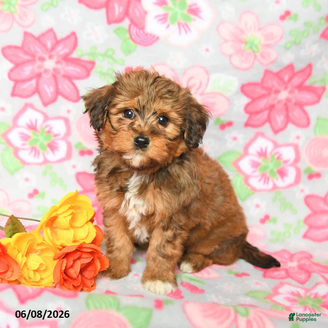 Havapoo dogs for sale: Lucy - Ad 1