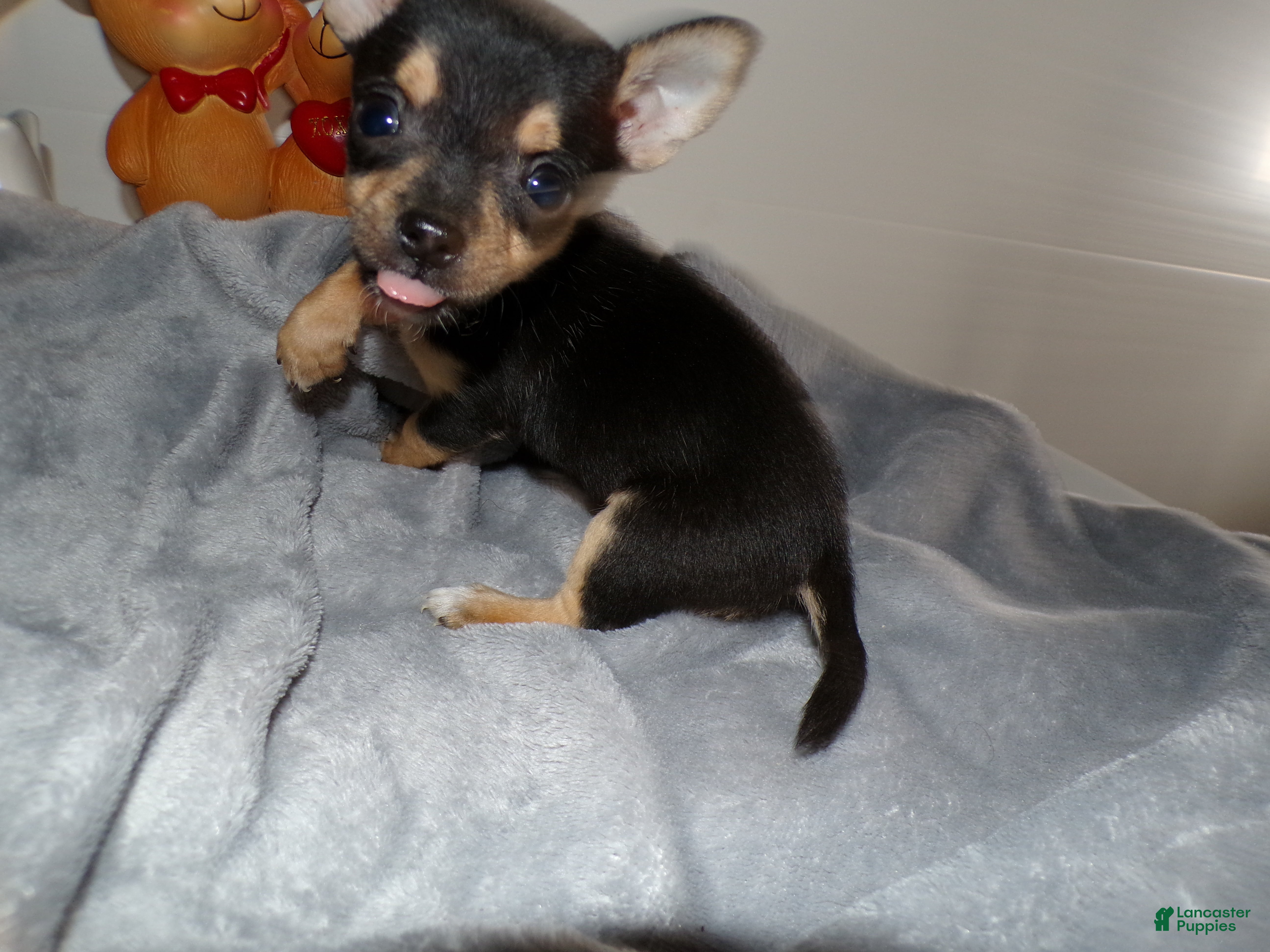 Chihuahua dogs Chihuahua Puppy 1 Lincoln - Ad 39