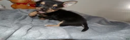 Chihuahua dogs for sale: Chihuahua Puppy 1 Lincoln - Ad 1