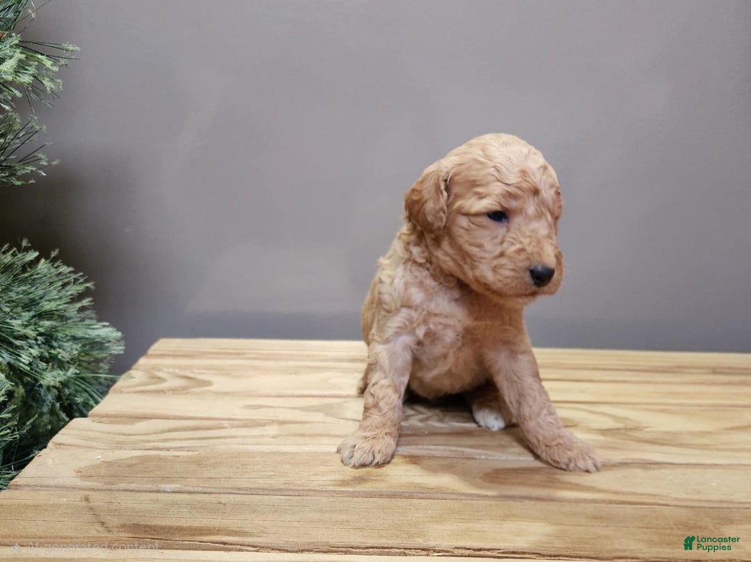 Mini Goldendoodle dogs for sale: Indy - Ad 8