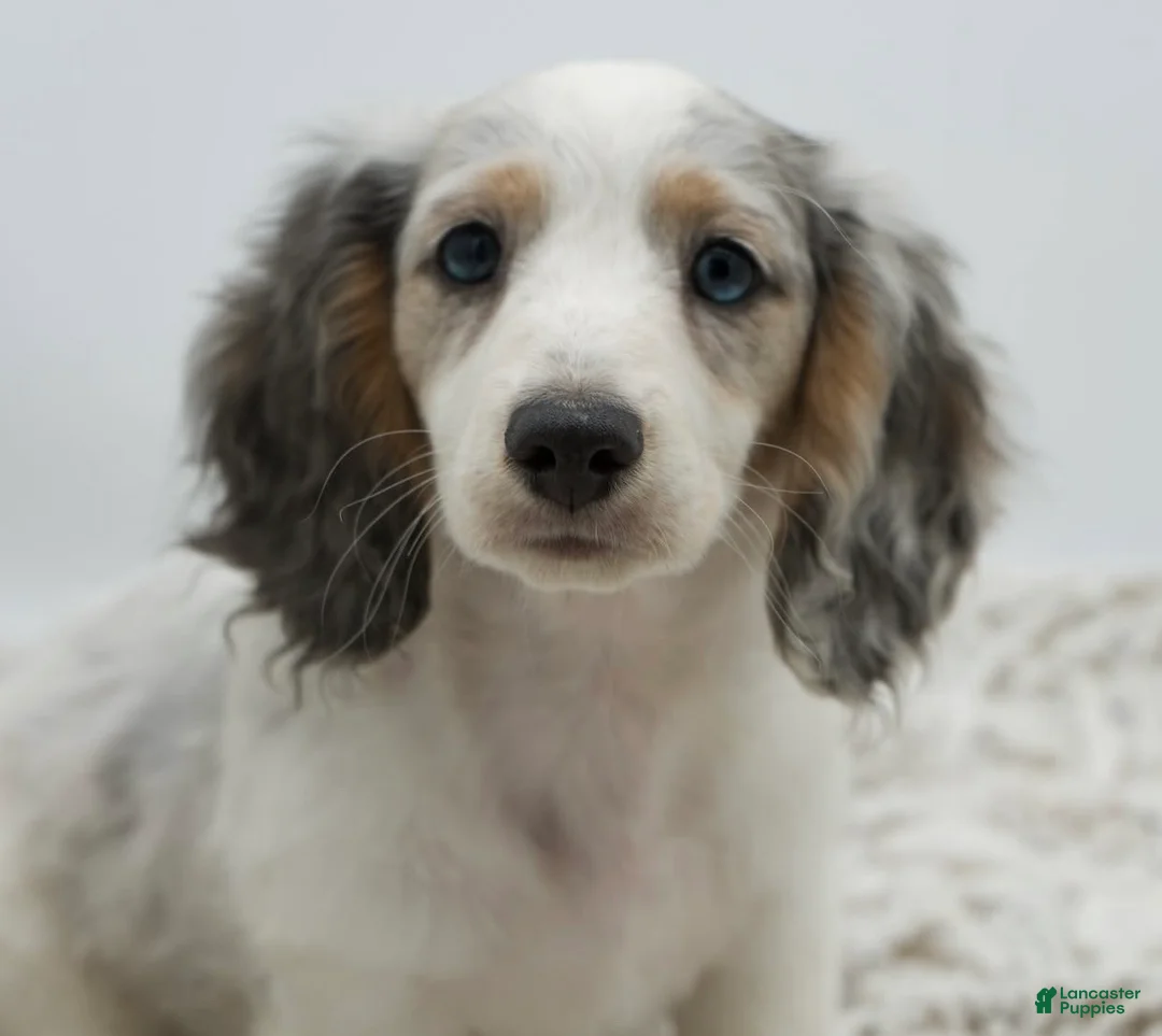 Dachshund dogs for sale: Dachshund Puppy 2 - Ad 2