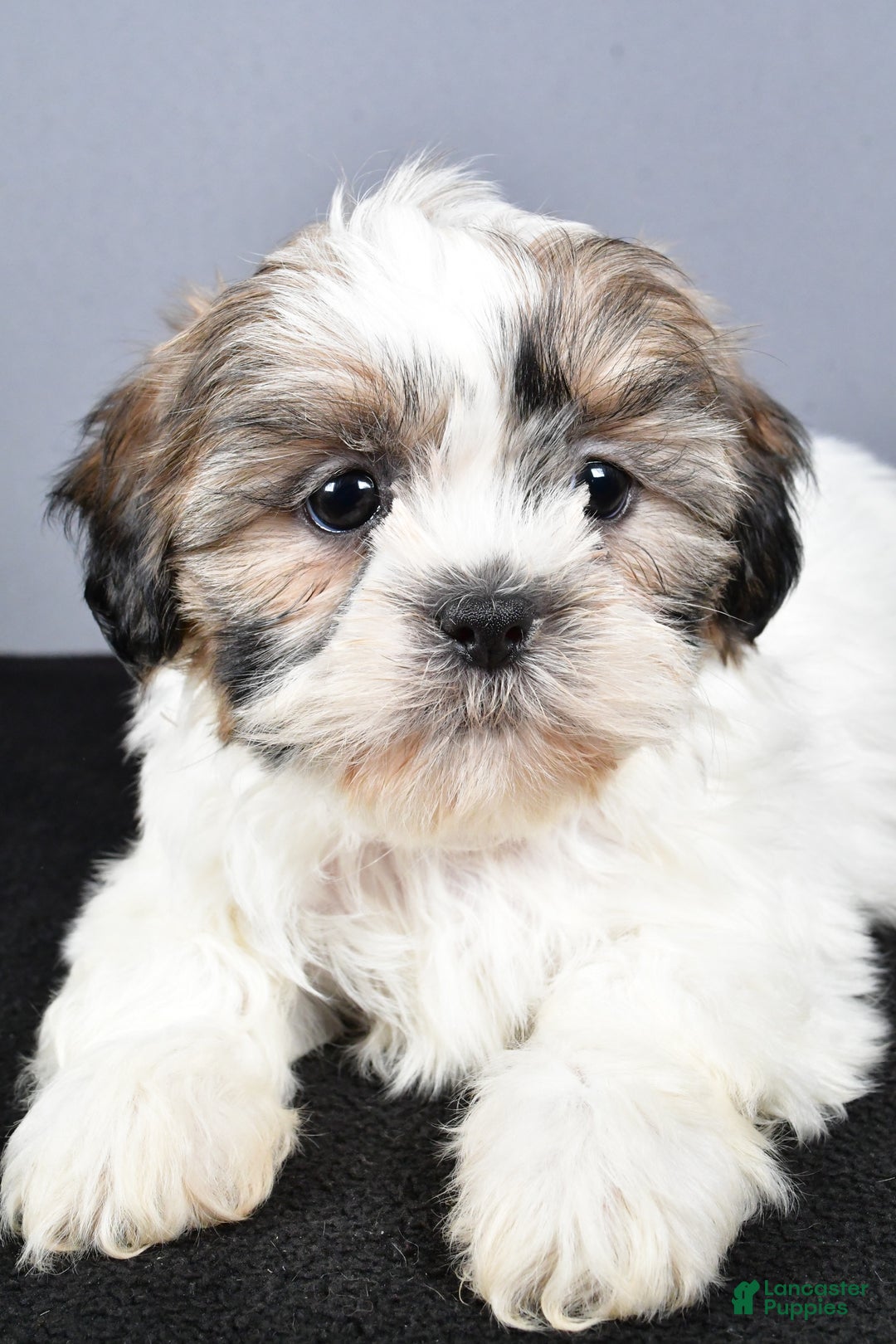 Shih Tzu dogs for sale: Lilly - Ad 5