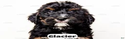 Bernedoodle dogs for sale: Glacier - Ad 4
