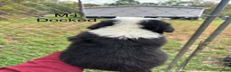 Mixed Breed dogs for sale: Mixed Breed 4 - Ad 3