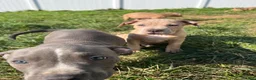 American Bully dogs for sale: American Bully 1 - Ad 7