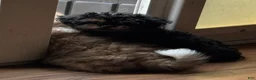 Pekapoo dogs for sale: Pekapoo 1 - Ad 6