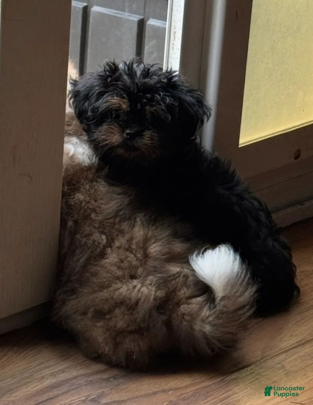 Pekapoo dogs for sale: Pekapoo 1 - Ad 6