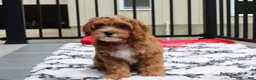 Cockapoo dogs for sale: Freddy  - Ad 4