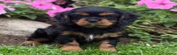 Cavalier King Charles Spaniel dogs for sale: Bonnie  - Ad 3