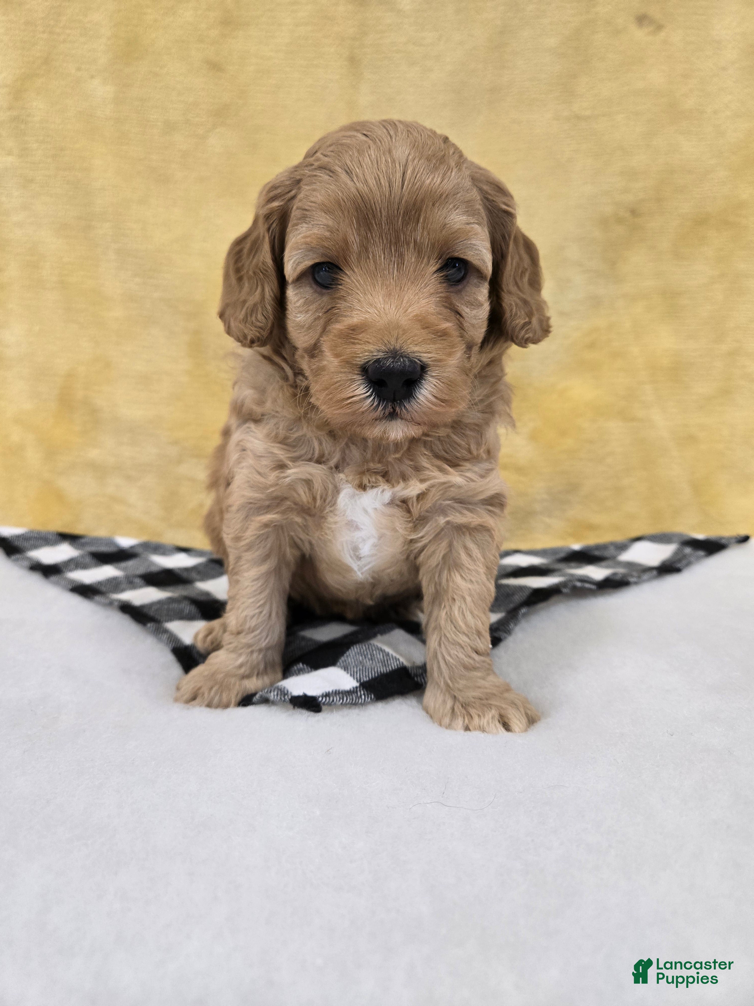 Mini Goldendoodle dogs Meadow - Ad 2
