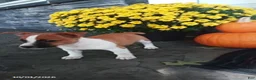 Jack Russell Terrier dogs for sale: Roscoe - Ad 3