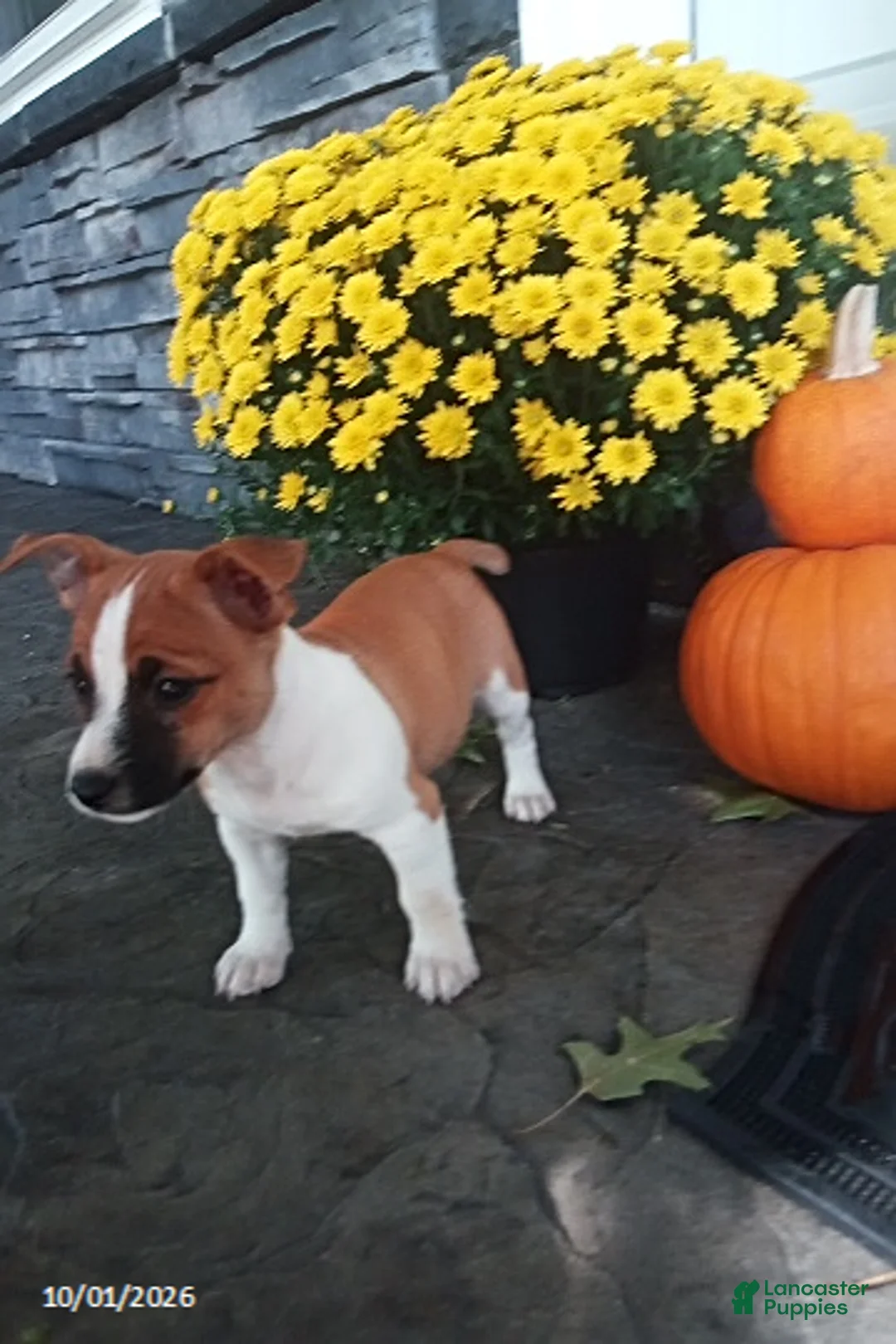 Jack Russell Terrier dogs for sale: Roscoe - Ad 3
