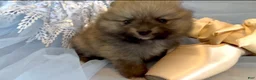 Pomeranian dogs for sale: Tiramisu - Ad 13