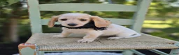 Miniature Dachshund dogs for sale: Violet - Ad 4