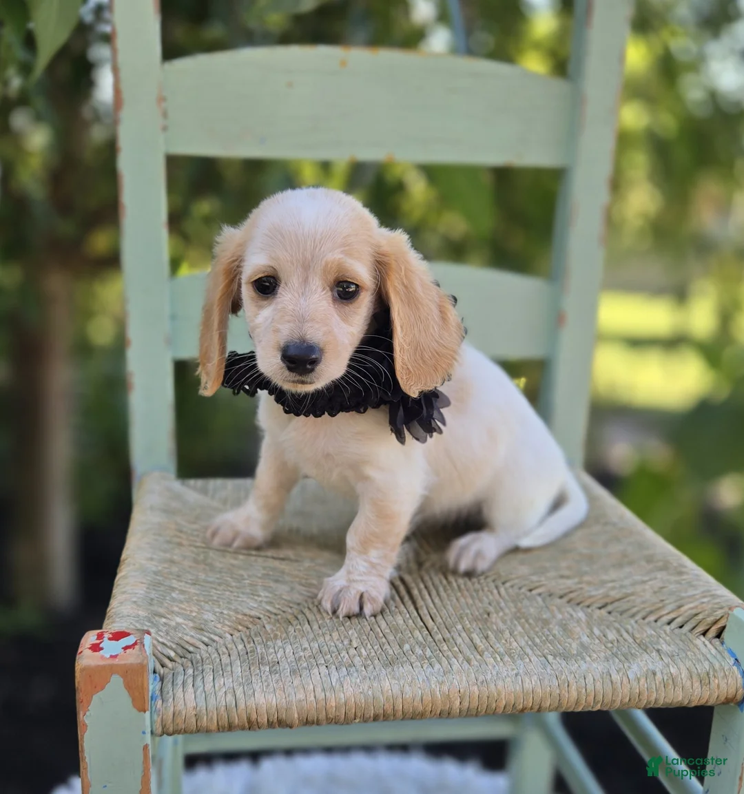 Miniature Dachshund dogs for sale: Violet - Ad 4