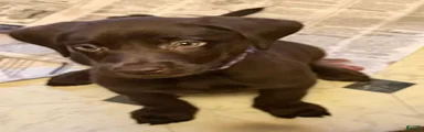 Labrador Retriever Puppy 7