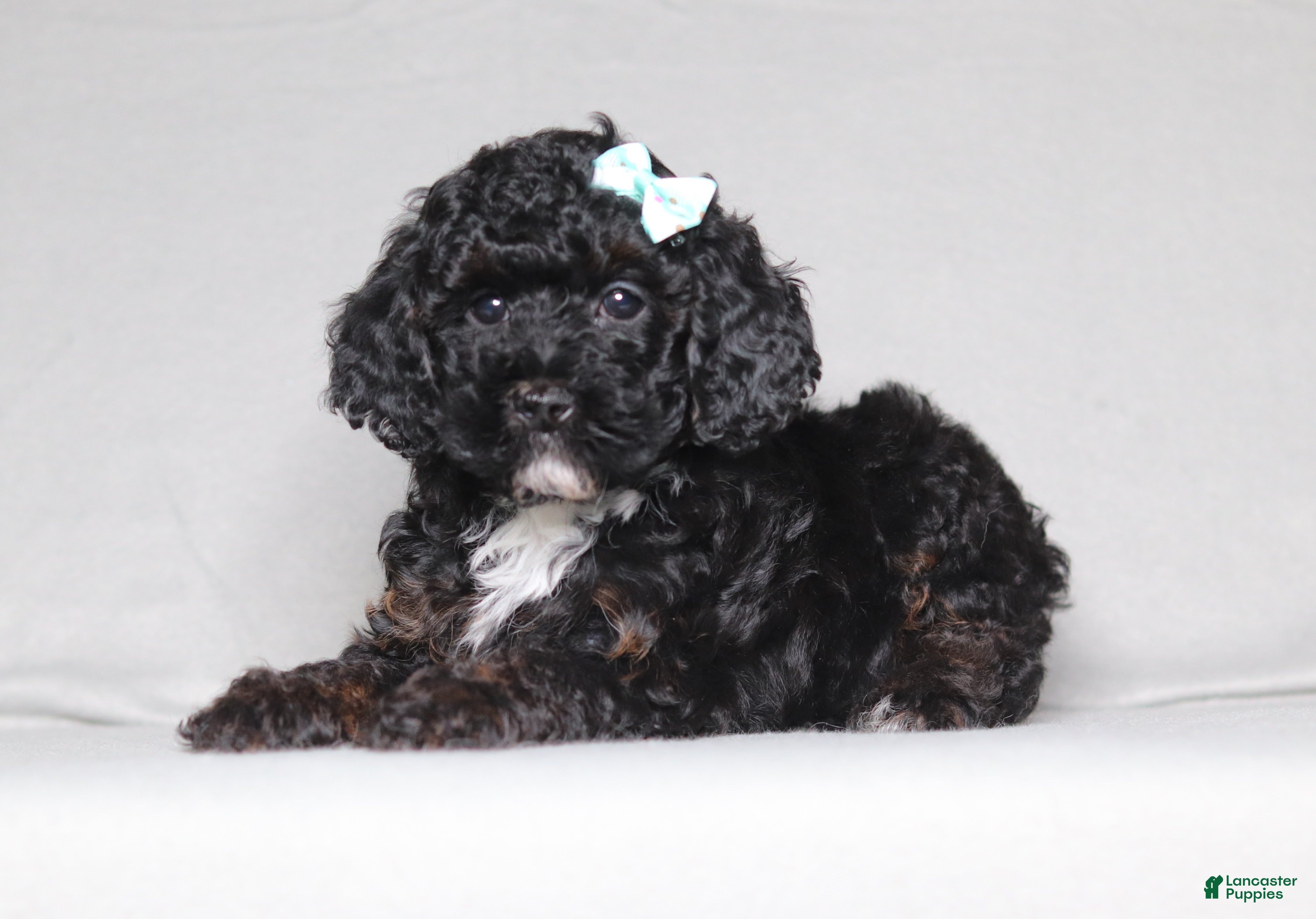 Mixed Breed dogs Ember - Ad 2