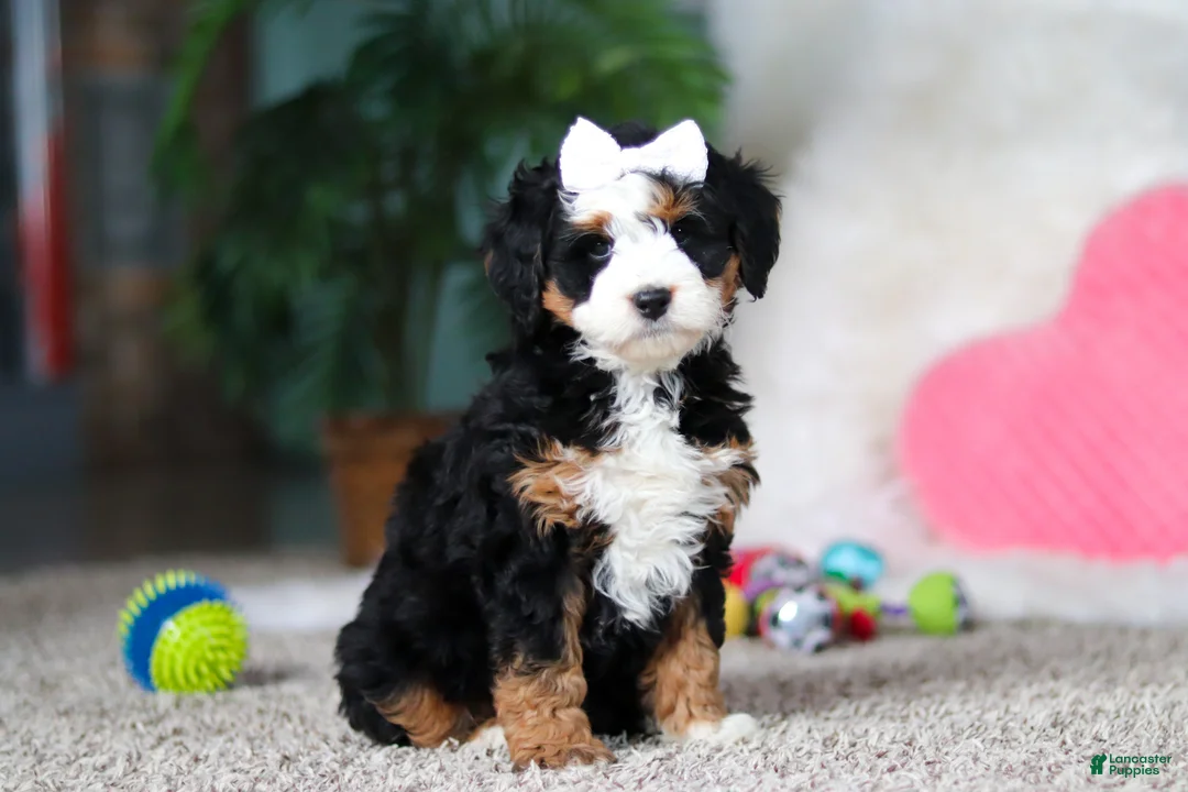 Mini Bernedoodle dogs for sale: Amethyst - Ad 5