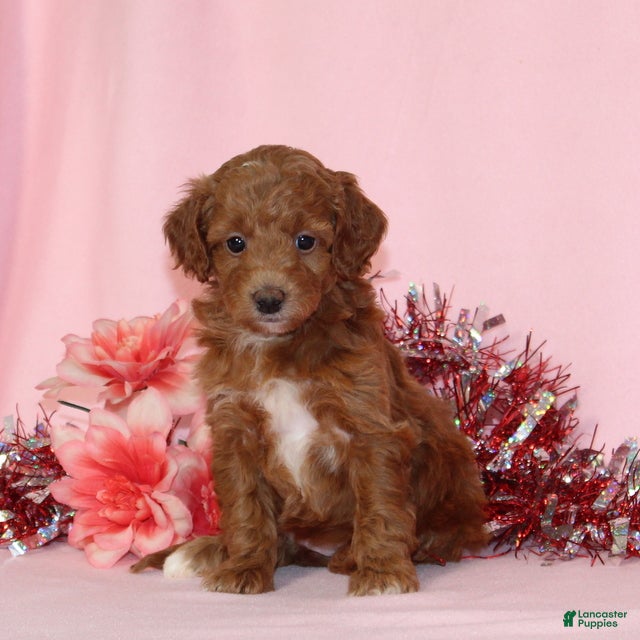 Mini Goldendoodle dogs Alice - Ad 2